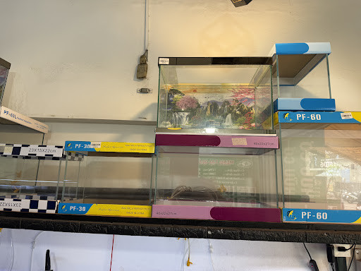 Nhiều hồ cá được thiết kế sáng tạo, kết hợp ánh sáng và cây thủy sinh, tại Q8 Aquarium Coffee
