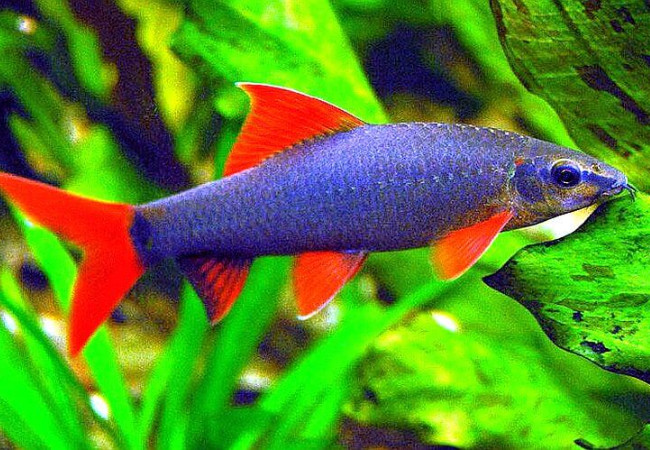 Nhóm cá Chuột Corydoras đang tìm kiếm thức ăn dưới đáy bể, phản ánh tập tính và tuổi thọ cá cảnh của chúng.