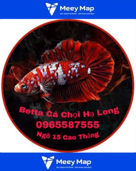 Những chú cá Betta Hạ Long đầy màu sắc tại cửa hàng chuyên biệt