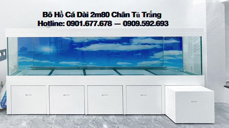 Những chú cá rồng Kim Long với màu sắc vàng ánh kim phù hợp phong thủy tuổi Quý Dậu