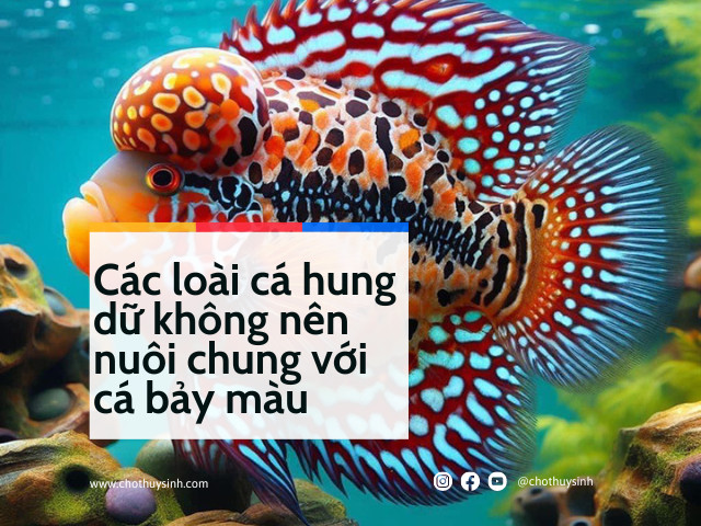 Những loài cá không nên nuôi chung với cá bảy màu