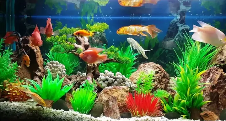 những loại cá nên nuôi trong nhà