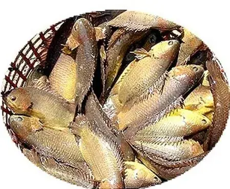 Những Loại Cá Nước Ngọt Cực Tốt Cho Sức Khỏe Nên Ăn