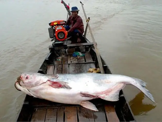 Những Loài Cá Sắp Tuyệt Chủng: Hiện Trạng Và Giải Pháp Cứu Vãn