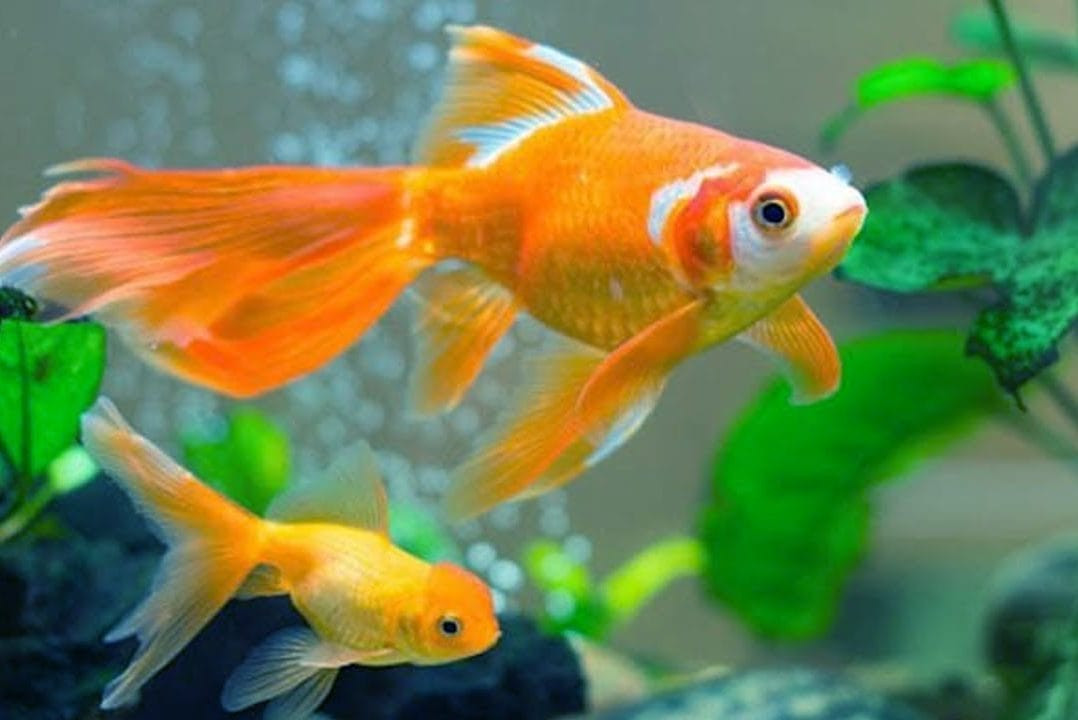 Niềm đam mê thú vị của nhiều người hiện nay với bể cá cảnh