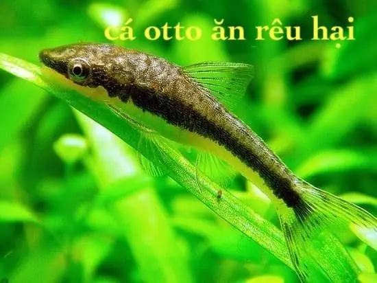 Nơi Bán Cá Otto HCM: Top Địa Chỉ Và Kinh Nghiệm Mua Sắm