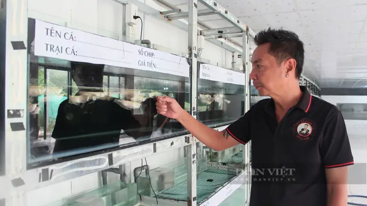 Nông dân Sài Gòn nuôi cá rồng-loài quý tộc: Ông Hoàng Mạnh Long bên bể kính cá rồng trong suốt phục vụ khách tham quan, chụp ảnh ở ấp Mít Nài, xã Phước Thạnh, huyện Củ Chi (TP HCM). Ảnh: Thúy Liên Nông dân Sài Gòn nuôi cá rồng-loài quý tộc: Ông Hoàng Mạnh Long bên bể kính cá rồng trong suốt phục vụ khách tham quan, chụp ảnh ở ấp Mít Nài, xã Phước Thạnh, huyện Củ Chi (TP HCM). Ảnh: Thúy Liên