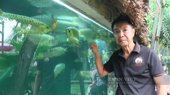 Đại gia Sài Gòn là nông dân kiếm tiền tỷ từ nuôi cá rồng Đại gia Sài Gòn là nông dân kiếm tiền tỷ từ nuôi cá rồng