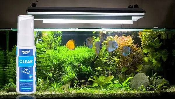 nước hồ cá bị đục