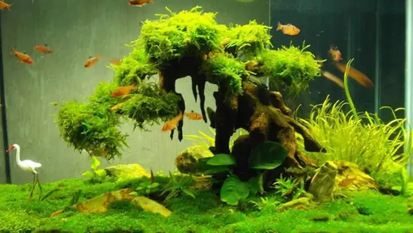 nước hồ cá bị đục