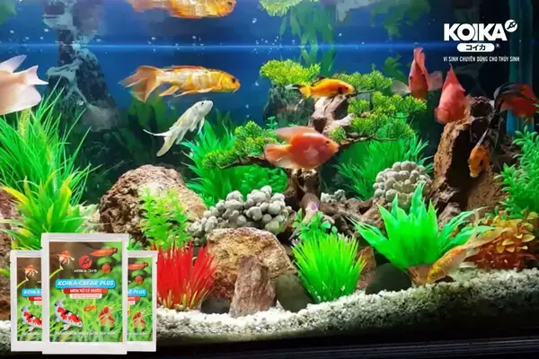 Hậu quả khi nước hồ cá bị đục trắng kéo dài