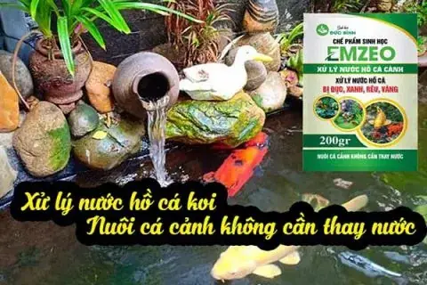 nước hồ cá bị đục xanh nước hồ cá bị đục xanh