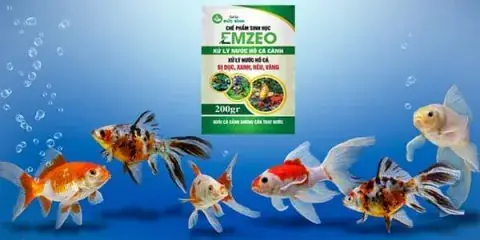 nước hồ cá bị đục xanh nước hồ cá bị đục xanh
