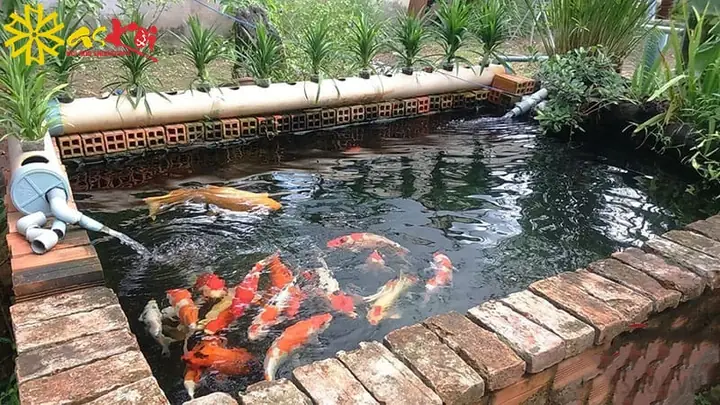 Nước Hồ Cá Koi Có Mùi Tanh: Nguyên Nhân và Giải Pháp Toàn Diện