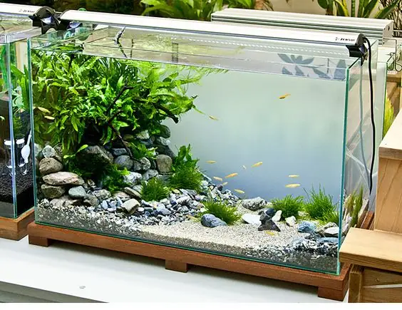 Nước Máy Để Bao Lâu Thì Nuôi Cá Được: Hướng Dẫn Tối Ưu