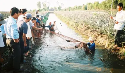Nước Phèn Nuôi Cá Gì? Tuyển Chọn Các Loài Cá Phù Hợp Nhất