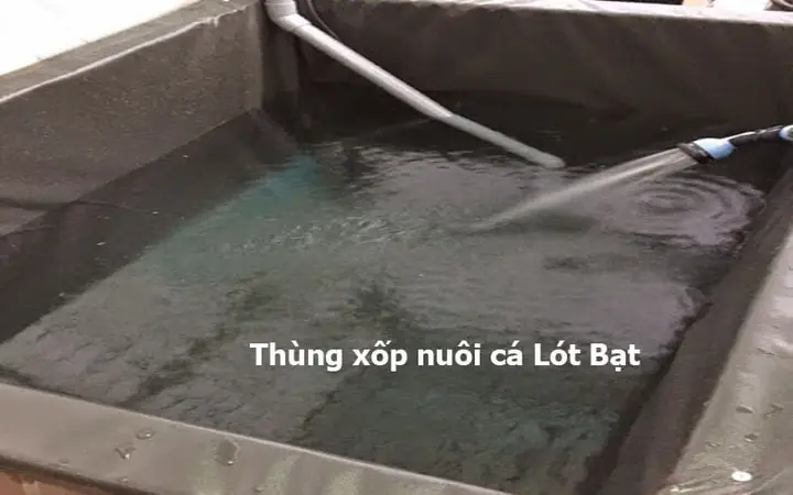 Cách Nuôi Cá Bảy Màu Trong Thùng Xốp Hiệu Quả Cho Người Mới