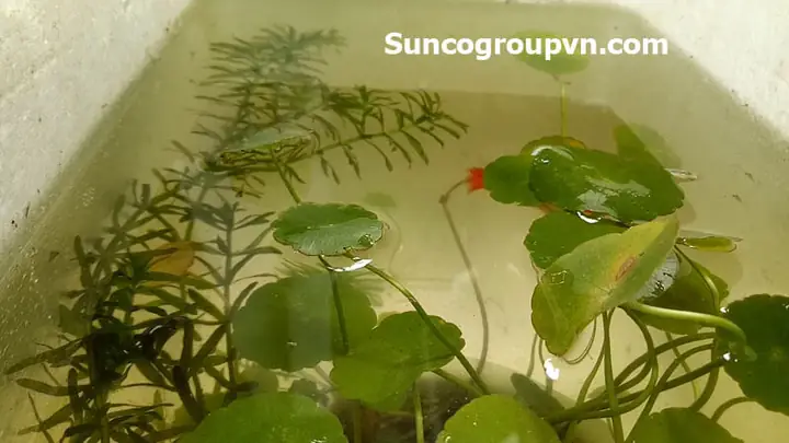 Cách Nuôi Cá Bảy Màu Trong Thùng Xốp Hiệu Quả Cho Người Mới