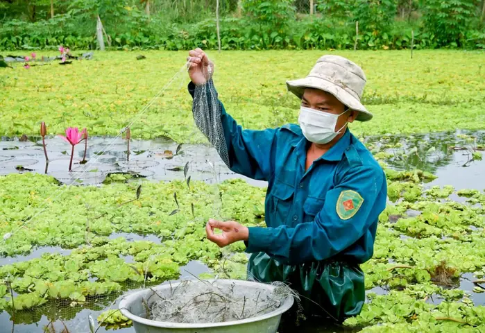 Hướng dẫn chi tiết cách nuôi cá Bảy Trầu tại nhà thành công