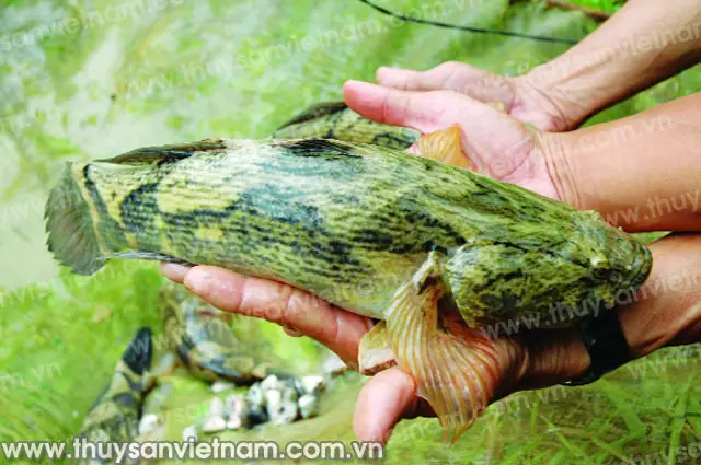 nuôi cá bống tượng