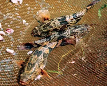 nuôi cá bống tượng