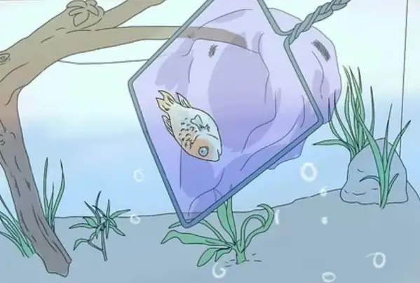 Loại bỏ cá chết khỏi bể