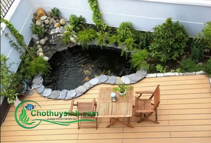 Hướng dẫn chi tiết cách nuôi cá cảnh ngoài trời thành công