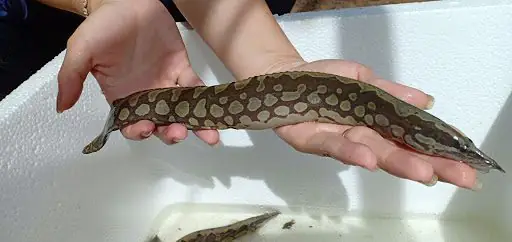nuôi cá chạch lấu