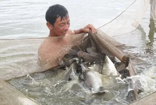 Hướng Dẫn Chi Tiết Cách Nuôi Cá Chẽm Nước Mặn Thành Công