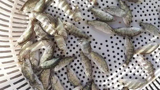 Hướng Dẫn Chi Tiết Cách Nuôi Cá Chẽm Nước Mặn Thành Công Hướng Dẫn Chi Tiết Cách Nuôi Cá Chẽm Nước Mặn Thành Công
