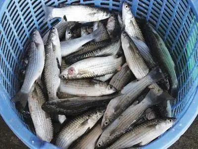 Hướng Dẫn Nuôi Cá Đối Mục: Từ Chọn Giống Đến Thu Hoạch Thành Công
