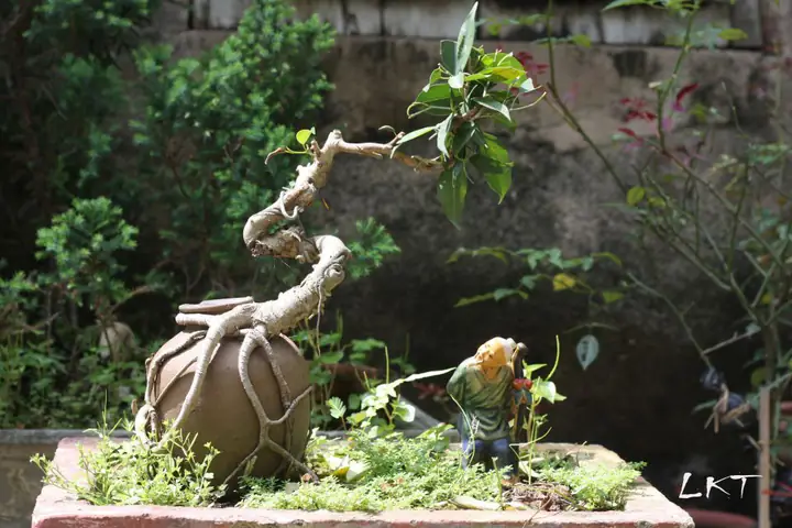 nuôi cá dưỡng tâm
