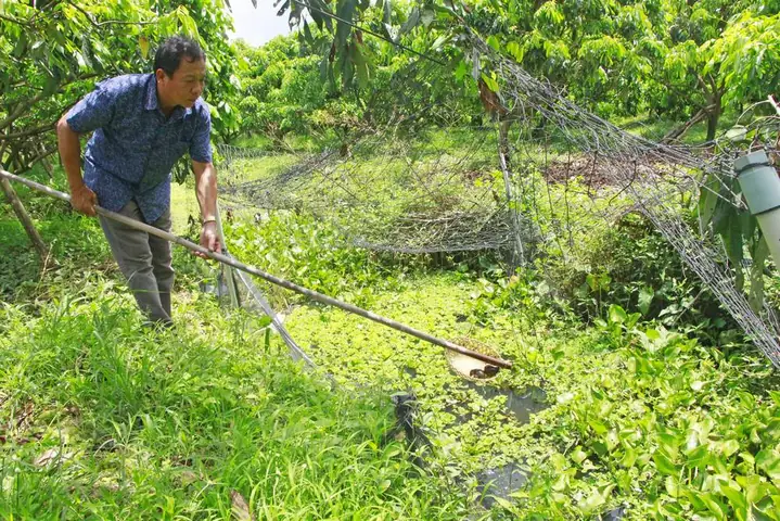 Nuôi cá gì trong mương vườn: Hướng dẫn chọn cá và kỹ thuật