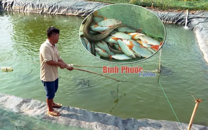 Nuôi Cá Heo Trong Ao Đất: Liệu Có Khả Thi và Điều Gì Cần Biết?