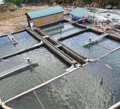Làm Thế Nào Để Nuôi Cá Hồi Nước Ngọt Hiệu Quả?
