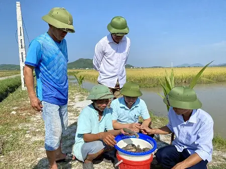 Mô Hình Nuôi Cá Kết Hợp Trồng Lúa: Hướng Dẫn Chi Tiết