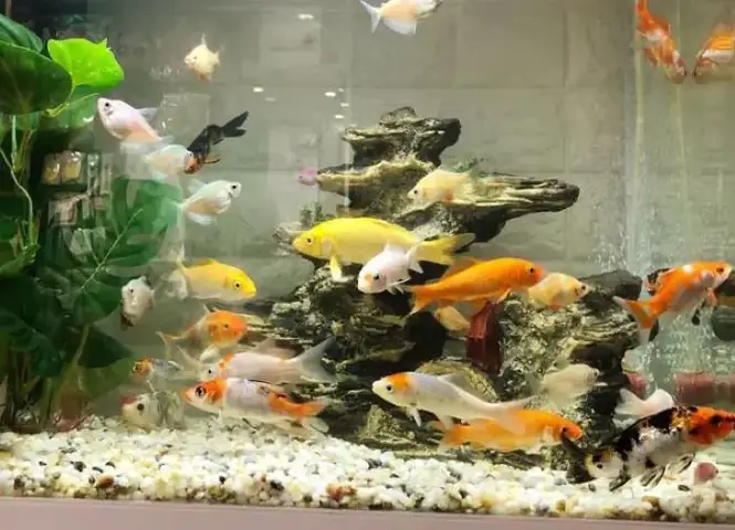 nuôi cá koi trong bể kính nuôi cá koi trong bể kính
