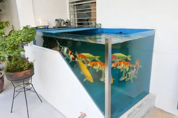 nuôi cá koi trong bể kính