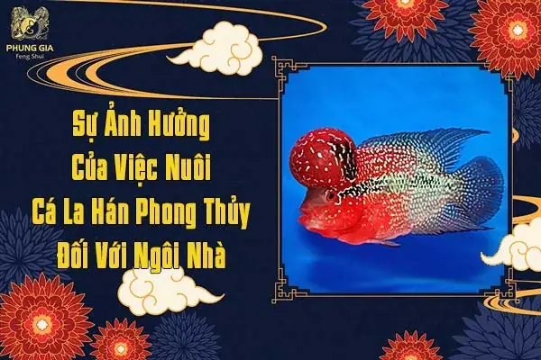 nuôi cá la hán phong thủy