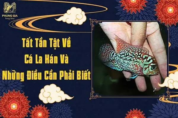 nuôi cá la hán phong thủy nuôi cá la hán phong thủy