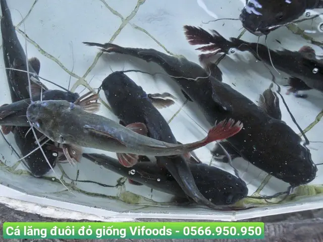 Kỹ Thuật Nuôi Cá Lăng Đuôi Đỏ Trong Ao Đất Hiệu Quả
