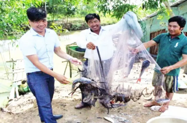Kỹ Thuật Nuôi Cá Lăng Trong Ao Đất Hiệu Quả