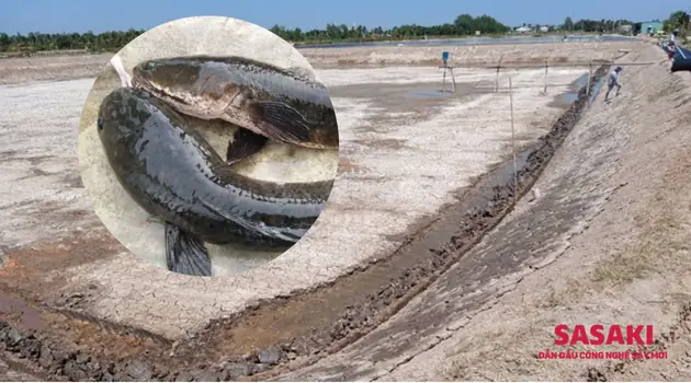 Nuôi Cá Lóc Trong Ao Đất: Kỹ Thuật Toàn Diện Cho Năng Suất Cao