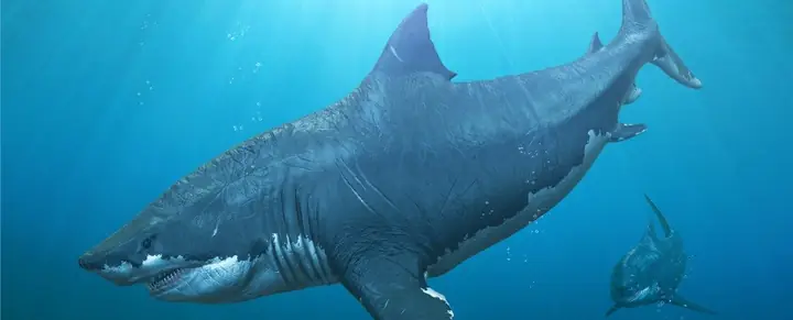 Nuôi Cá Mập Con: Khám Phá Vùng Ươm Tự Nhiên Của Loài Megalodon Cổ Đại