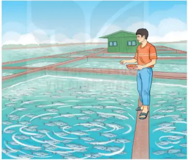 Hướng Dẫn Nuôi Cá Miền Tây Hiệu Quả Và Bền Vững