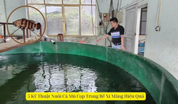 Kỹ Thuật Nuôi Cá Mú Trong Bể Xi Măng Đạt Năng Suất Cao