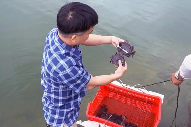 Hướng dẫn chi tiết nuôi cá nâu công nghiệp hiệu quả