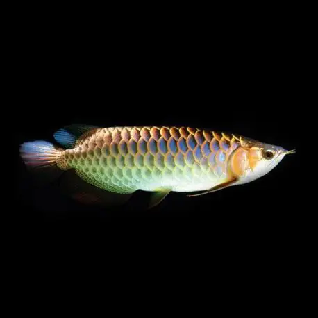nuôi cá phong thủy mệnh kim