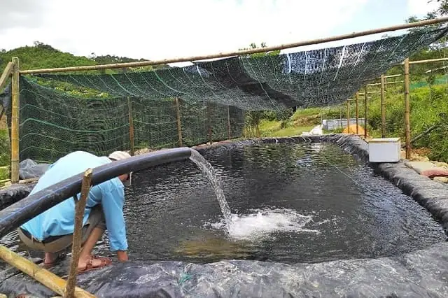 Kỹ Thuật Nuôi Cá Rô Đồng Trong Bể: Từ Chuẩn Bị Đến Thu Hoạch
