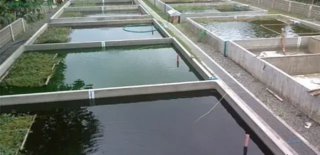 Kỹ Thuật Nuôi Cá Rô Đồng Trong Bể: Từ Chuẩn Bị Đến Thu Hoạch